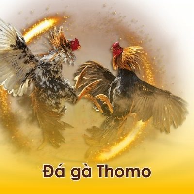 Đá gà Thomo tại 789BET