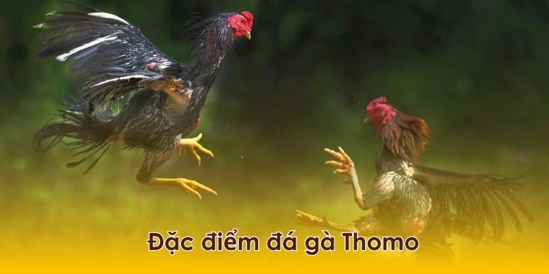 Đá gà Thomo mang những điểm đặc biệt hơn so với những đấu trường khác